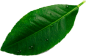 leave__0003_Layer-8.png leave__0003_Layer-8.png
